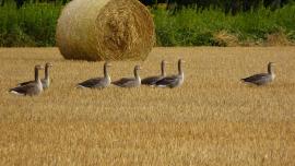 Couple et jeunes volants d'oies cendrées profitant des habitats agricoles pour s'alimenter (Philibert Soufflot, OFB)