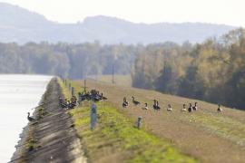 Groupes d'oies cendrées sur les berges du Rhin dans la réserve nationale de chasse et de faune sauvage-RNCFS (Philippe Massit, OFB)