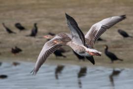 Oies cendrées en vol dans la réserve du Marquenterre en baie de Somme (Jean-Bernard Puchala, OFB)