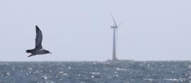 Puffin des Baléares évoluant à proximité d’une éolienne offshore, août 2021 (Adrien Lambrechts, OFB)