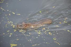 Rat surmulot nageant en ville dans le Bengale occidental (Biswarup Ganguly, CC BY 3.0 via Wikimedia Commons)