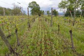 Trèfle incarnat en mélange dans des rangs de jeunes vignes (Philippe Massit). Sorte d'engrais économique et résistant, le trèfle incarnat est une excellente source d'azote. Par ailleurs, l'enherbement augmente considérablement la vie biologique des sols en apportant de la matière organique. Les sols deviennent plus perméables et poreux, ce qui limite l'accumulation d'eau de pluie en surface et l'érosion tout en améliorant le transfert de l'eau vers le sol profond.