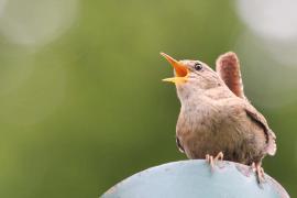 Troglodyte mignon en plein chant (Lucille Billon, OFB)