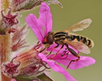 Anasimiya lineata, une espèce de Syrphidae (Colette Seignez)