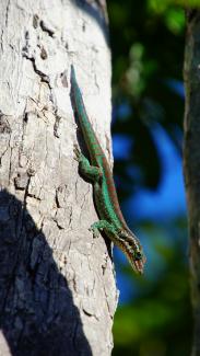 Gecko vert de Bourbon (Phelsuma borbonica) - © Stéphane Michel