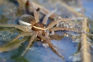 Dolomedes plantarius (Nicolas CARON)