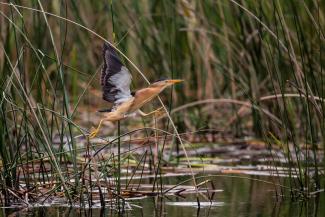  Blongios nain prenant son envol sur les étangs de la Brenne (Alain Fremon, OFB)