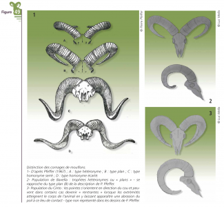 Distinction des cornages de Mouflon de Corse - fig. 49 (Comprendre pour agir, OFB, 2023)