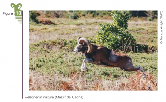 Relâcher en nature de Mouflon de Corse (Comprendre pour agir, OFB, 2024 - partie B)