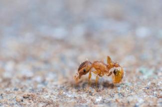 Ouvrière de fourmi électrique (F. Jacq)
