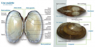 (Détermination des mollusques bivalves de France - Naïades et petis bivalves d'eau douce, Guide et protocoles, OFB, 2017)
