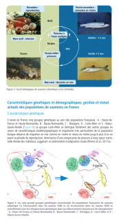Cycle biologique et grands groupes génétiques du saumon atlantique en France métropolitaine - p12 (Guides et protocoles, OFB, 2022)