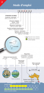 Mode d'emploi du guide d'identification rapide des Amphibiens de métropole et de Corse (OFB, 2024)
