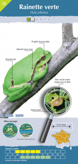 Exemple de la fiche Rainette verte, guide d'identification rapide des Amphibiens de métropole et de Corse (OFB, 2024)