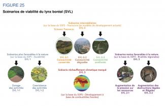 Scénarios de viabilité du Lynx boréal (SVL) (Figure 25, Esco Lynx OFB-MNHN, 2024)