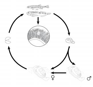 Cycle de vie de la Mulette épaisse (Lamand et al. 2014, Glochidia of the endangered mollusc Unio crassus in rivers of northeastern France : Eurasian Minnow and bullhead are primary host fish. Aquatic conservation.)