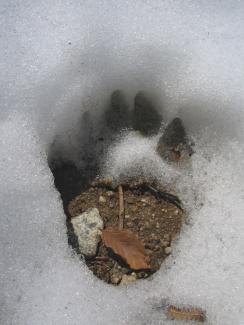 Empreinte d'ours dans la neige, sur un sentier de randonnée de la vallée du Vicdessos dans le département de l'Ariège (Lionel Saint-Olympe, OFB)