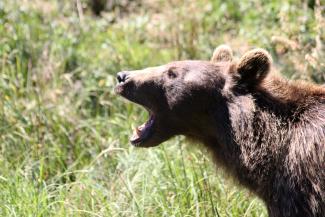 Ours brun en vocalise dans les Pyrénées-Orientales (Daniel Coutelier, Terra)