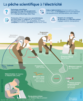 La pêche scientifique à l'électricité - infographie (O. Debuf, OFB)
