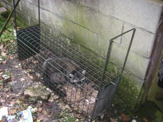 Capture de Raton laveur dans une cage piège, Doubs (Richard Goutaudier, OFB)