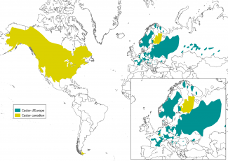Répartition du Castor d’Europe (Castor fiber) et du Castor canadien (Castor canadensis) en 2016 (Liste rouge des espèces menacées, UICN version 2018-1)