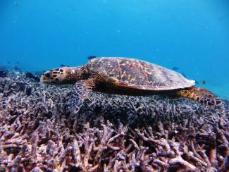 Tortue imbriquée nageant au dessus de coraux branchus, PNM de Mayotte (Paul Giannasi, OFB)