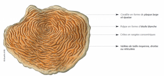 Schéma explicatif de la biologie de l'agarice de Lamarck