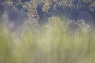 Ambiance en lisière de forêt au printemps (Philippe Massit, OFB)