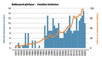 Évolution des effectifs hivernants (bleu) et du nombre de couples territoriaux de Balbuzards pêcheurs (ligne orange) en France métropolitaine (Synthèse Wetlands 2022)