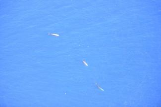 Probables baleines à bec de Cuvier dans le canal de Sainte-Lucie, prises par les douanes (SGC-AG) lors de leurs missions en hélicoptère.