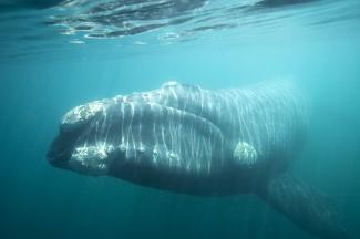 Baleine franche australe avec ses callosités visibles sur la tête (François Gohier, Biosphoto)