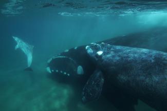 Femelle baleine franche australe avec son petit, et un Grand dauphin (Tursiops truncatus) (Hiroya Minakuchi, Minden Pictures, Biosphoto)