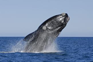 Baleine franche australe sautant et retombant au dessus de l'eau (Gérard Soury, Biosphoto)