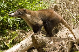 Coati roux à queue annelée dans le Parc national du Volcan Arenal au Costa Rica (Gérard Soury, Biosphoto)
