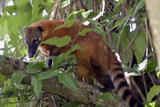 Coati roux à queue annelée sur une branche en forêt dans le Pantanal au Brésil (Pierre Vernay, Biosphoto)