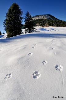 Empreintes de loup dans la neige A-Rezer