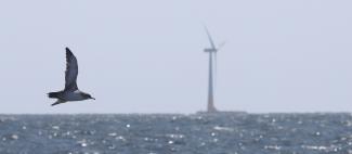 Puffin des Baléares non loin de l'éolienne en mer expérimentale (SEM-REV) dans le Mor Braz (A. Lambretchs/OFB)