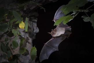  Grand murin (Myotis myotis) en vol à la fin de l'été, période du rut (Philippe Massit)