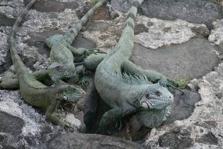 Iguane rayé (Iguana iguana), espèce exotique envahissante sur les îles antillaises (OFB)