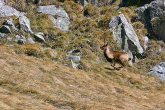 Isard seul dans son habitat ouvert d'altitude