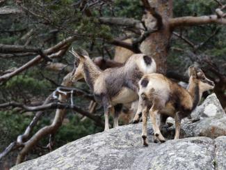 Isards sur le pic de Peguère dans les Pyrénées (Sadek Boubekeur, OFB)