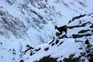 Isard dans la neige (Pascal Dunoguiez, OFB)