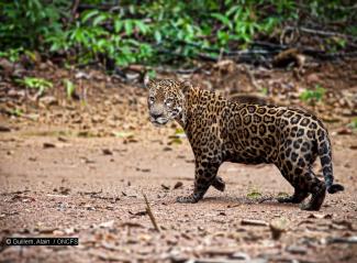 Jaguar (A. Guillem/OFB)