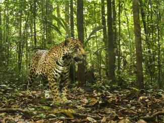 Jaguar au piège-photo, 2014 (OFB / CNES)