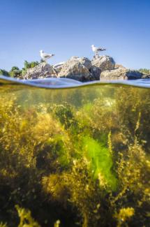 Sargasses et laitues de mer (Ulva lactuca) des lagunes méditerranéennes avec goélands leucophées (Larus michahellis) (Yannick Gouguenheim, Image & Rivière)