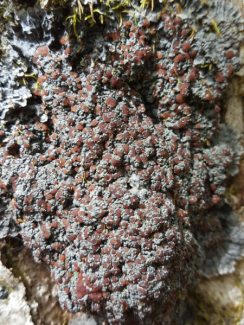 Lichen Degelia plumbea (T. Couturier)