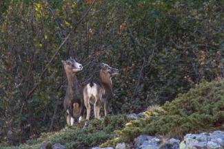 Femelle et son agneau mouflons de Corse, population du Cinto (Claire Allègre, OFB)
