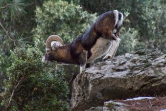 Mâle Mouflon de Corse s'alimentant sur un chêne vert, population du Cinto (Claire Allègre, OFB)