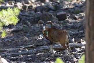 Mouflon de Corse mâle portant un éméteur pour suivi télémétrique et des plaque de couleurs pour son identification visuelle (étude de suivi d'Ascu, Cinto, OFB)