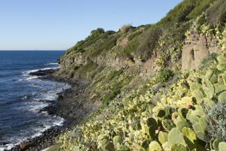 Oponce stricte envahissante sur la côte littorale à de Six-Fours-les-Plages (Frédéric Tournay, Biosphoto)